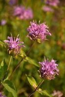 Purple Bee Balm Blooming in the Summer photo