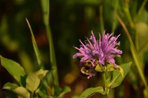 Bumble Bee Pollinating a Bee Balm Blossom photo