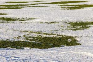 sprouts of winter wheat photo