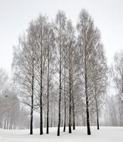 árboles en el invierno foto