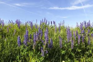spring landscape on a meadow photo