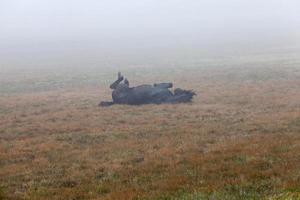 hermoso caballo negro foto