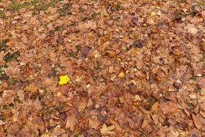 autumnal orange foliage photo