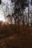 trees in the autumn season photo