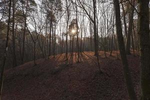 árboles en la temporada de otoño foto