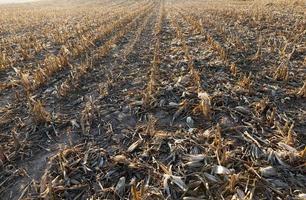 Territory Agricultural field photo