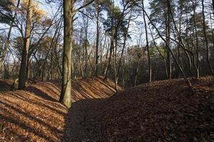 trees in the autumn season photo