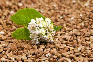 buckwheat flower close up photo