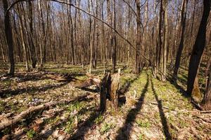 spring wood close up photo