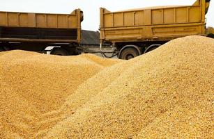 corn. heap close up photo