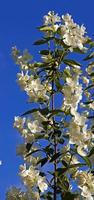 jasmine flower close up photo