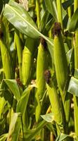 green corn  close up photo