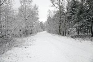 el camino de invierno foto