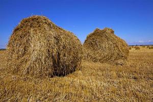 agriculture close up photo