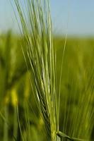 cereals close up photo