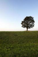 árbol en la colina foto