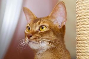 Abyssinian cat close up photo