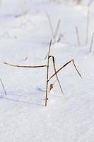 Sticking snow stalks photo