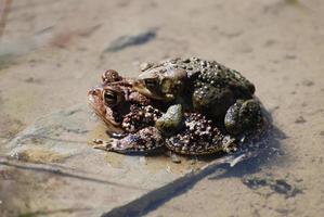 acoplamiento de ranas en un pantano foto