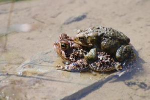procreando ranas en el agua foto