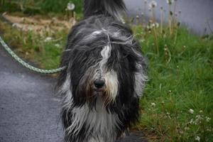 Very Cute Beardie Dog with Long Fur Hanging Down photo