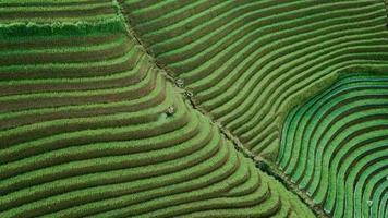 bela vista aérea de colinas agrícolas e turísticas, terasering panyaweuyan-majalengka, indonésia. video