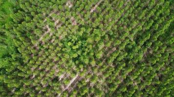 vista aérea de árvores de cultivo e plantação em viveiro ao ar livre. belas plantações agrícolas. fundo natural em movimento.