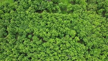 una veduta aerea di alberi nella stagione delle piogge nelle zone rurali della Thailandia settentrionale. drone che vola sopra la foresta, sullo sfondo della natura. volo sopra i boschi, sfondo naturale in movimento. video