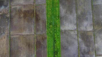 luchtfoto van teeltbomen en rijstplanten in de buitenkwekerij. prachtige landbouwplantages. natuurlijke achtergrond in beweging. video