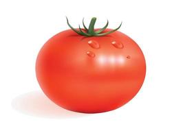 ripe red tomato vector
