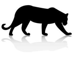 leopardo sobre un fondo blanco vector