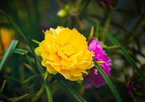 mose rose portulaca floreciendo en el jardín musgo mixto rose verdolaga campo de flores amarillas florecientes sobre un fondomose rose portulaca floreciendo en el jardín musgo mixto rose verdolaga floreciendo flores amarillas foto