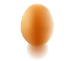 chicken egg and shadow vector