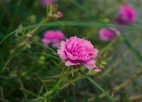 flor rosa salvaje en campo de hierba verde foto