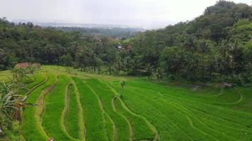 bandung, west java-indonesia, 7 de junho de 2022 - bela vista aérea panorâmica dos campos de arroz nas montanhas. video
