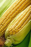 Corn and cob photo