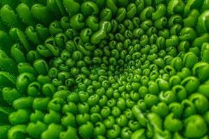 Green plant pattern photo
