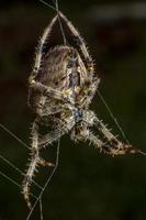 Spider on the web photo