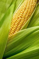 Cob between leaves photo