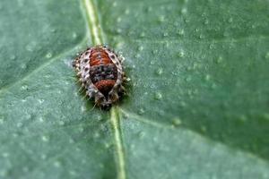 Bug in the leaf photo