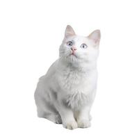 Cat on white photo