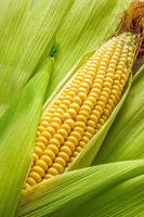 Cob between leaves photo