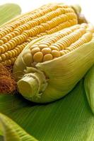 Corn and cob photo