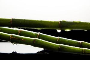 Green bamboo drops photo