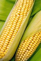 Corn and cob photo