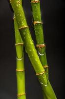 Drops on bamboo photo