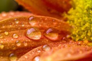 Drops over flower photo