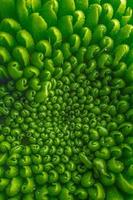 Green pattern fower photo