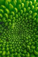 Green pattern fower photo