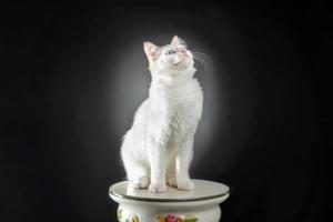 White cat background photo